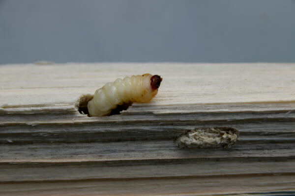 Woodworm Treatment